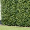 Bloom Buxus Artificial Hedge Screening 4pk -B and M Shop 381711 artificial buxus hedge screening 1mx1m 2