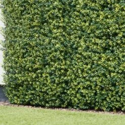 Bloom Buxus Artificial Hedge Screening 4pk
