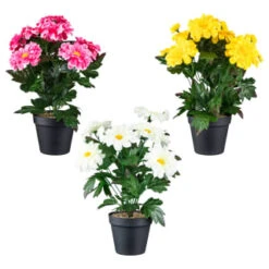 B&M Zinnia Plant Pot - Yellow -B and M Shop 392826 zinnia in pot group