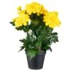 B&M Zinnia Plant Pot - Yellow 1 B&M Zinnia Plant Pot - Yellow -B and M Shop 392826 zinnia in pot yellow