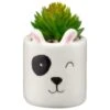 B&M Mini Succulent - Panda -B and M Shop 394778 mini panda succulent