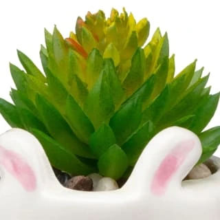 B&M Mini Succulent - Panda 4 B&M Mini Succulent - Panda - Image 2